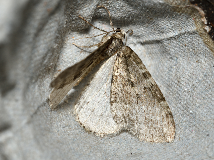 Epirrita christyi/dilutata