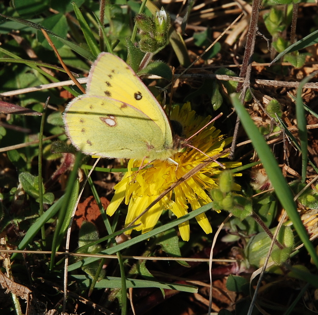 Colias chrysotheme - dolomit-kéneslepke