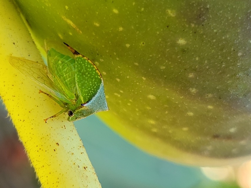 Stictocephala bisonia - bivalykabóca