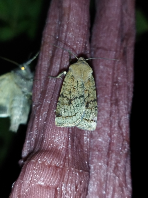 Conistra veronicae - veronika-őszibagoly
