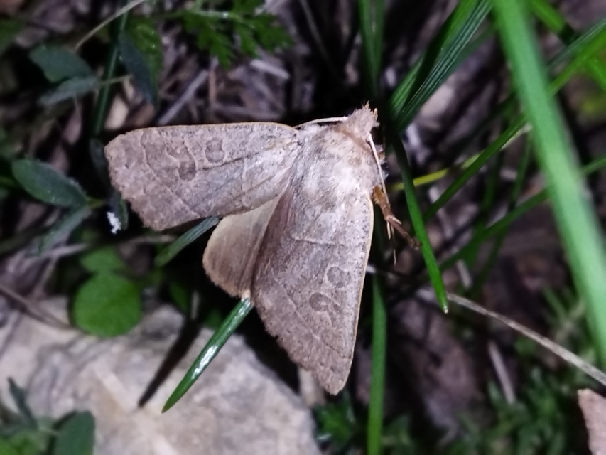 Mesogona acetosellae - madársóskabagoly