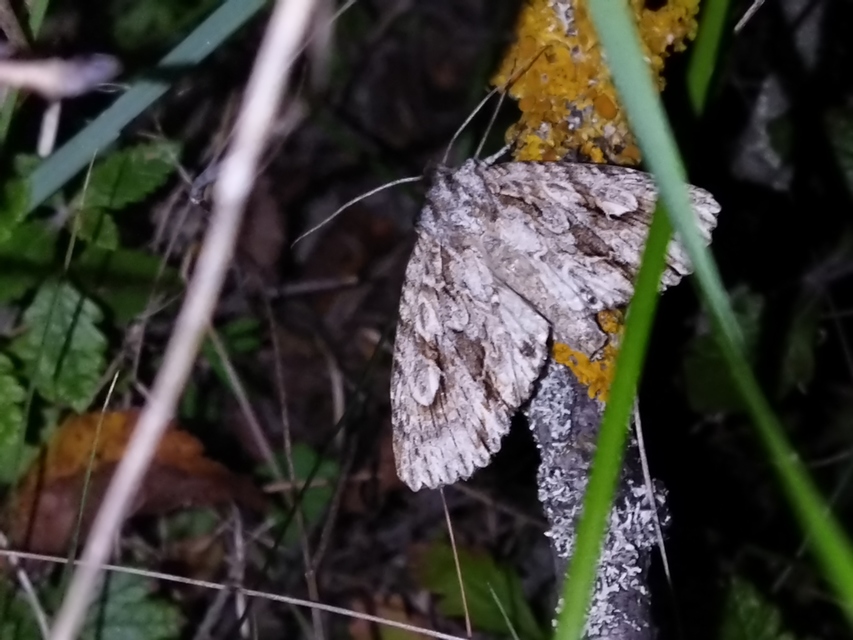 Meganephria bimaculosa - kétfoltos szilbagoly