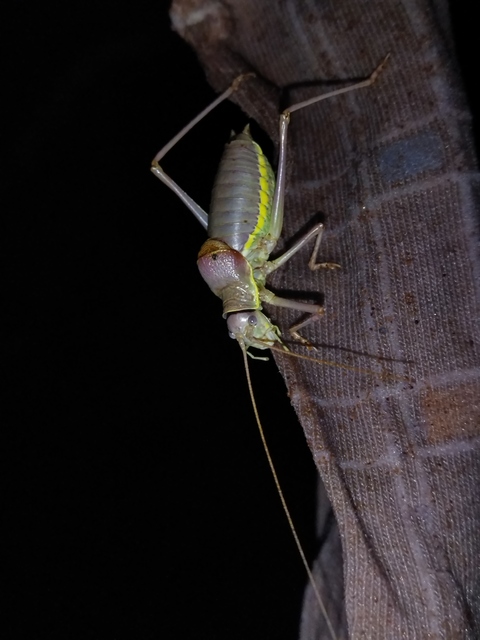 Ephippiger ephippiger - nyergesszöcske