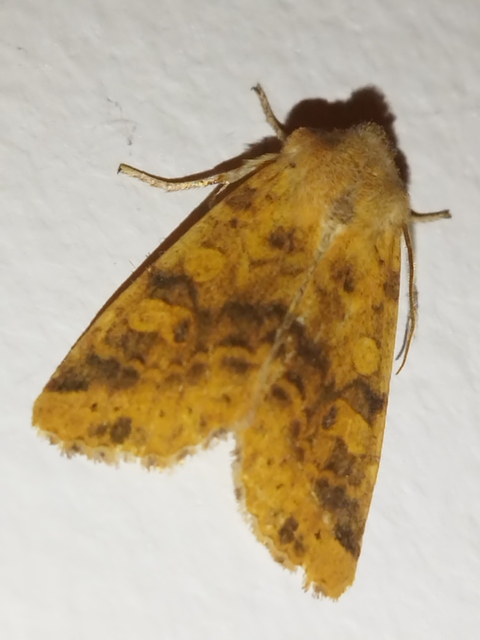Cirrhia gilvago - foltos sárgabagoly