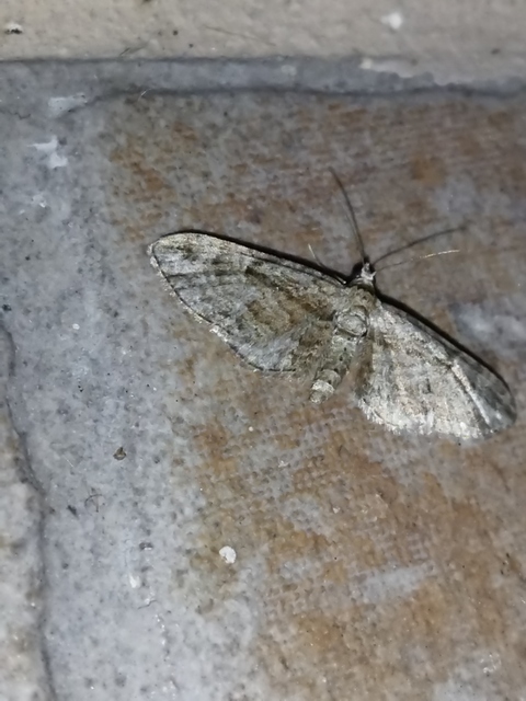 Eupithecia ericeata - feketefenyő-törpearaszoló