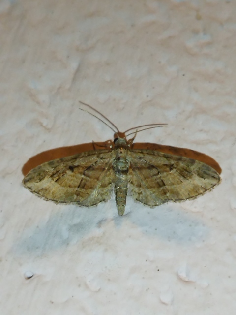 Eupithecia ericeata - feketefenyő-törpearaszoló