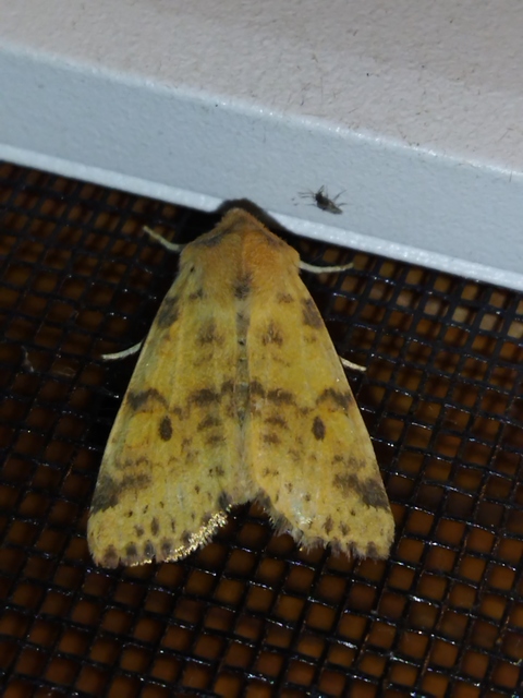 Cirrhia gilvago - foltos sárgabagoly