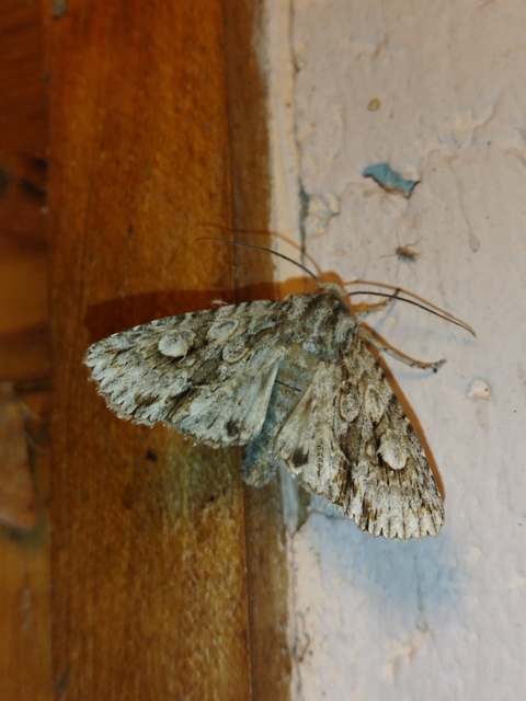 Meganephria bimaculosa - kétfoltos szilbagoly