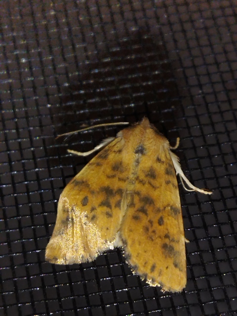 Cirrhia gilvago - foltos sárgabagoly