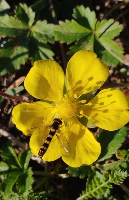 Sphaerophoria