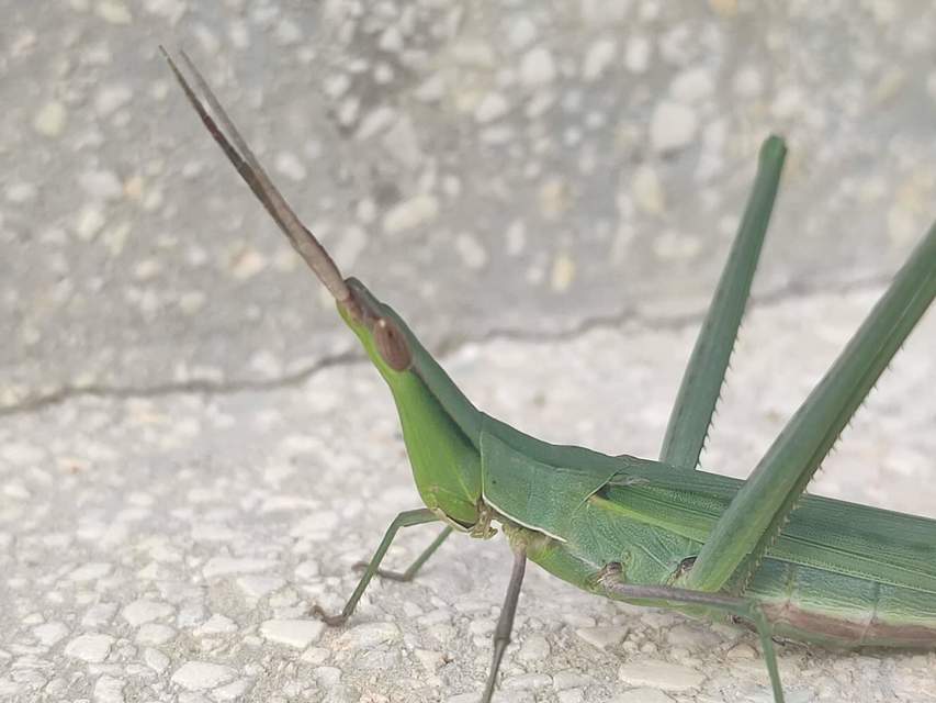 Acrida ungarica - sisakos sáska