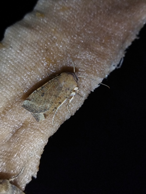 Conistra veronicae - veronika-őszibagoly