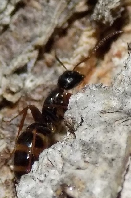 Camponotus fallax - ligeti lóhangya