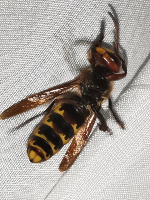 Vespa crabro - lódarázs