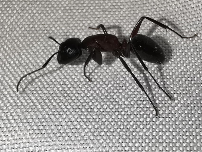 Camponotus ligniperda - faodvasító lóhangya