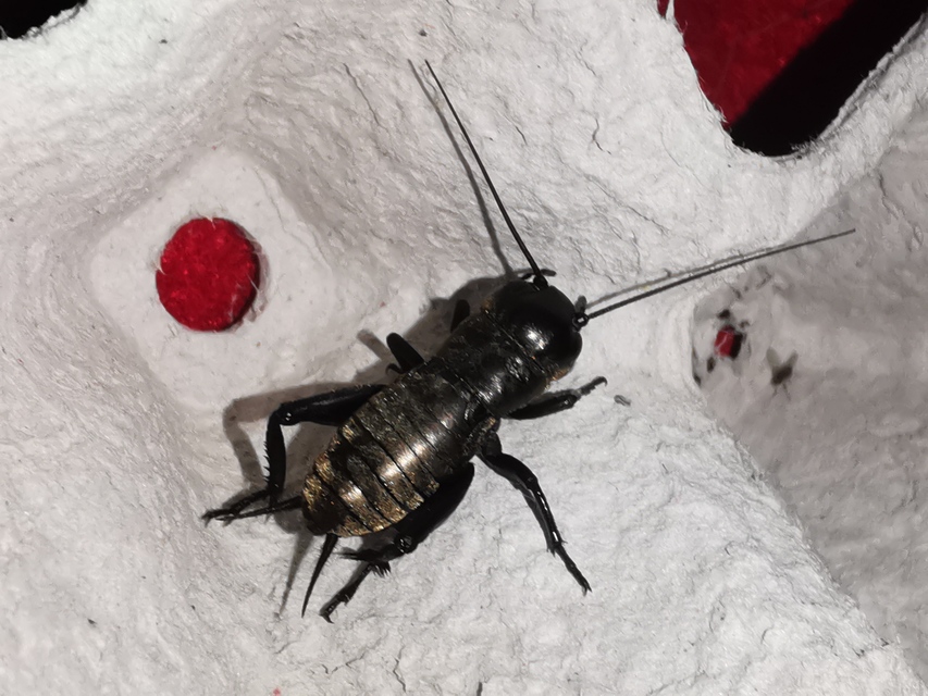 Gryllus campestris - mezei tücsök
