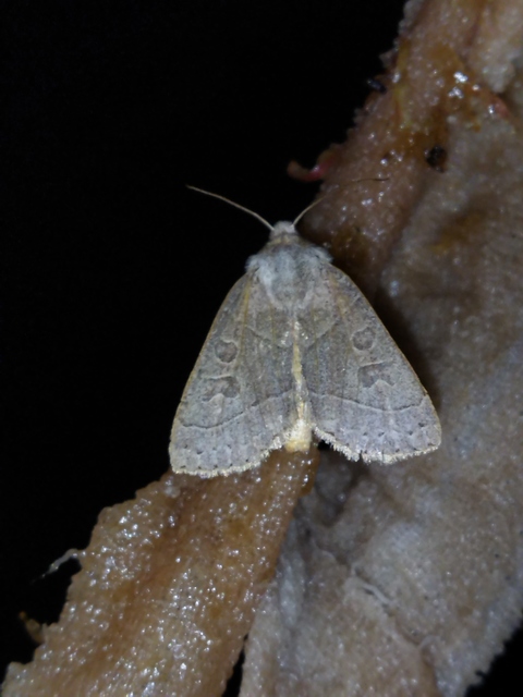 Mesogona acetosellae - madársóskabagoly