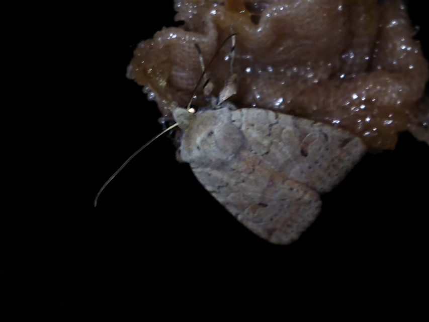 Propenistra laevis - könnyű őszibagoly