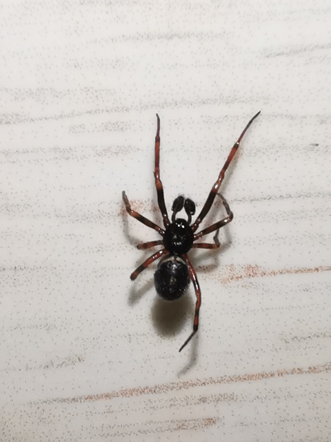Steatoda bipunctata - kétpettyes faggyúpók