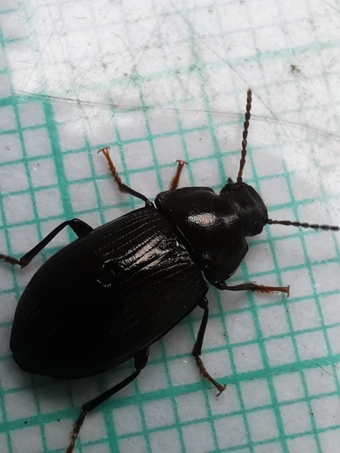 Nalassus dermestoides - rövidszárnyú gyászbogár