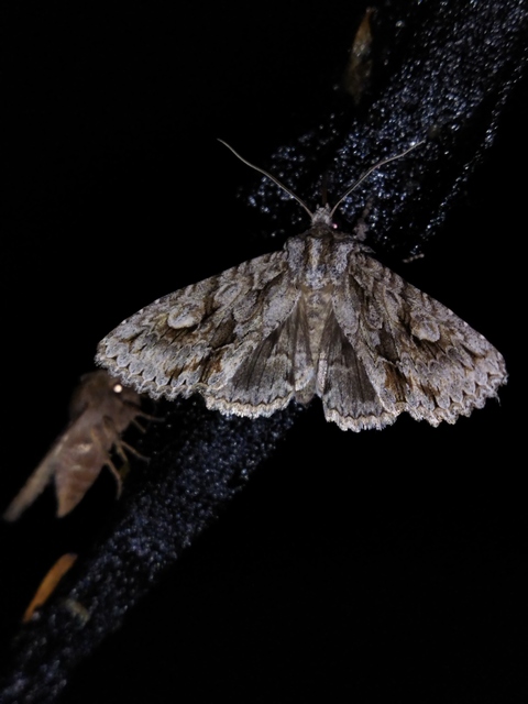 Meganephria bimaculosa - kétfoltos szilbagoly