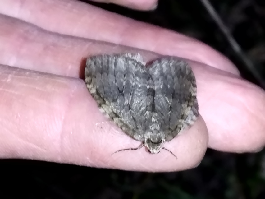 Epirrita christyi/dilutata