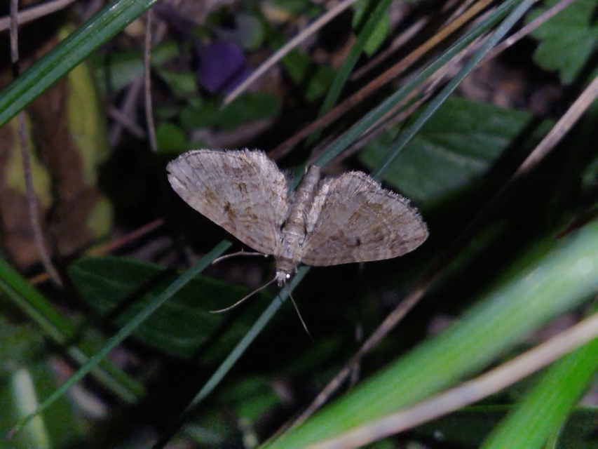 Eupithecia ericeata - feketefenyő-törpearaszoló