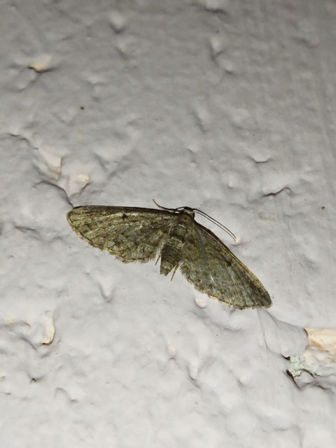 Eupithecia ericeata - feketefenyő-törpearaszoló