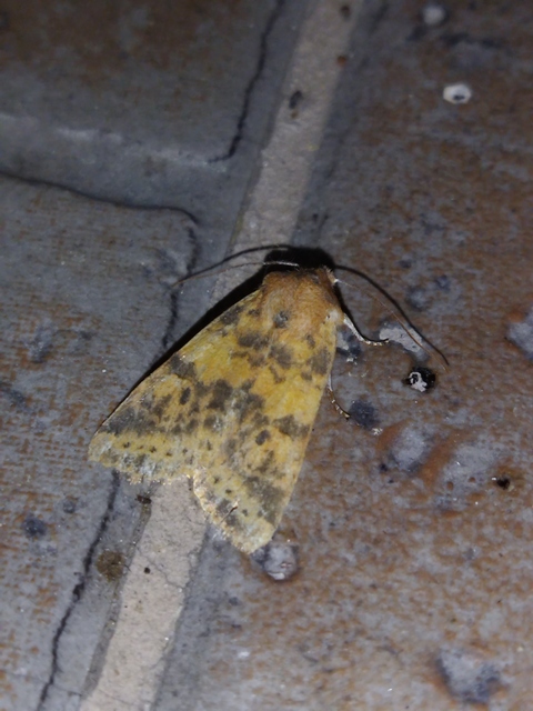Cirrhia gilvago - foltos sárgabagoly