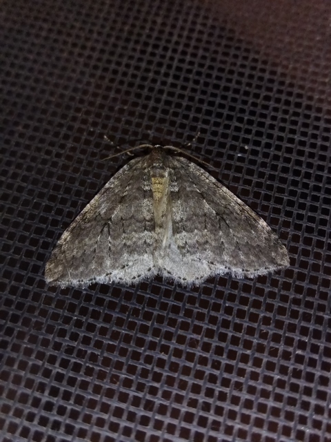 Epirrita christyi/dilutata