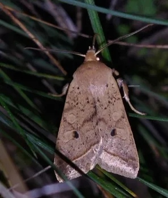 Leptologia macilenta - gyertyán-őszibagoly