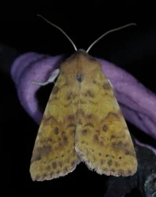 Cirrhia gilvago - foltos sárgabagoly