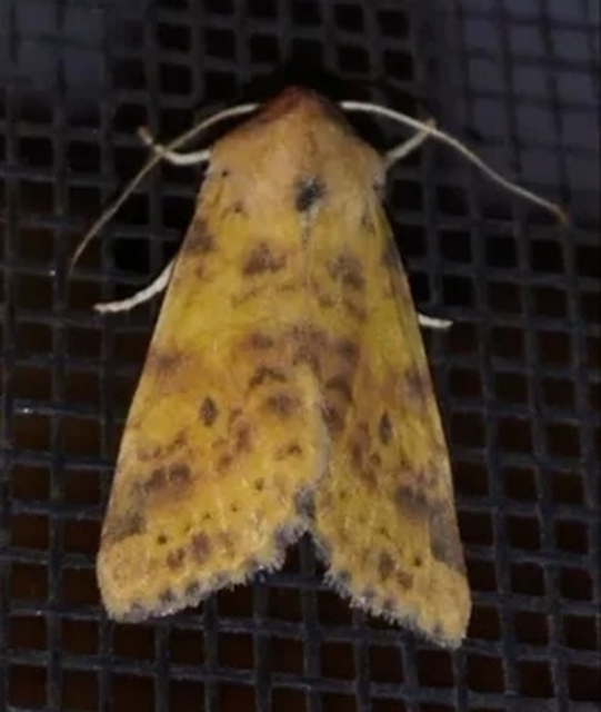 Cirrhia gilvago - foltos sárgabagoly
