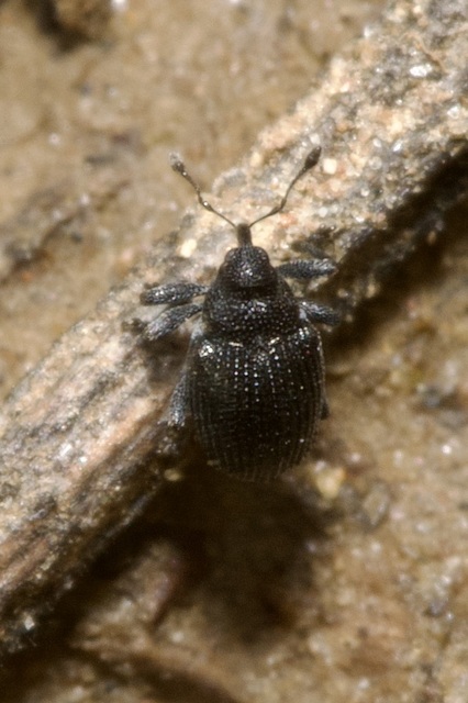 Ceutorhynchus assimilis - repcegyökér-ceutormányos