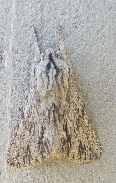 Asteroscopus sphinx - csillagnéző bundásbagoly