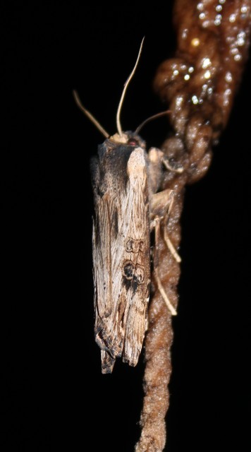 Xylena exsoleta - szürke fabagoly