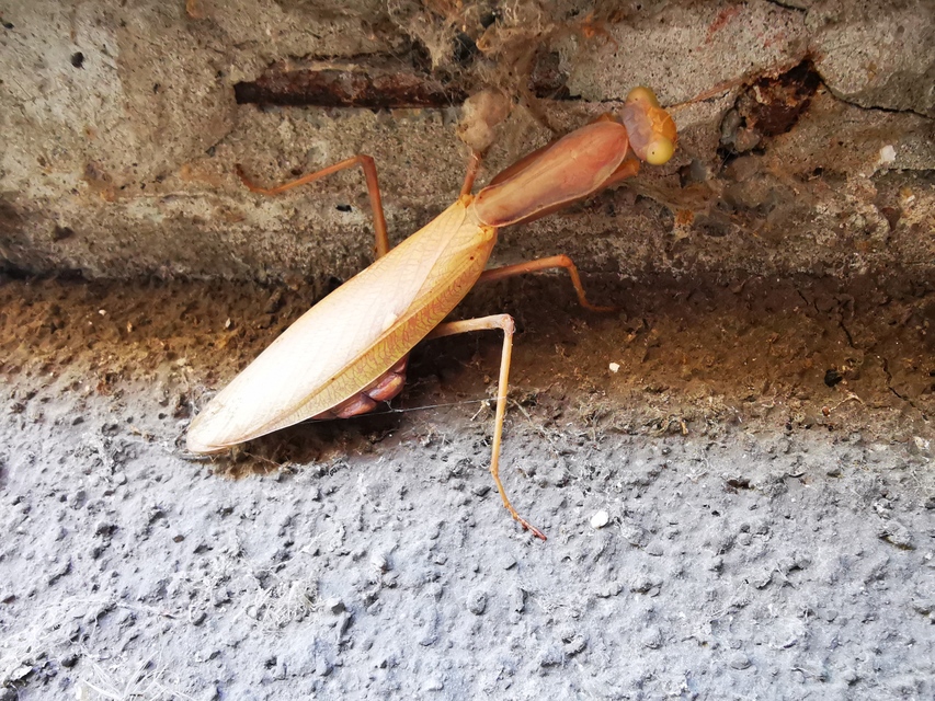 Hierodula tenuidentata - óriás ázsiai imádkozósáska