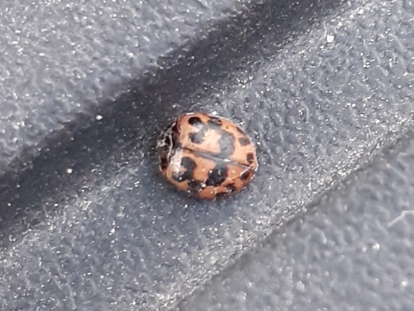 Oenopia conglobata - rózsás katica