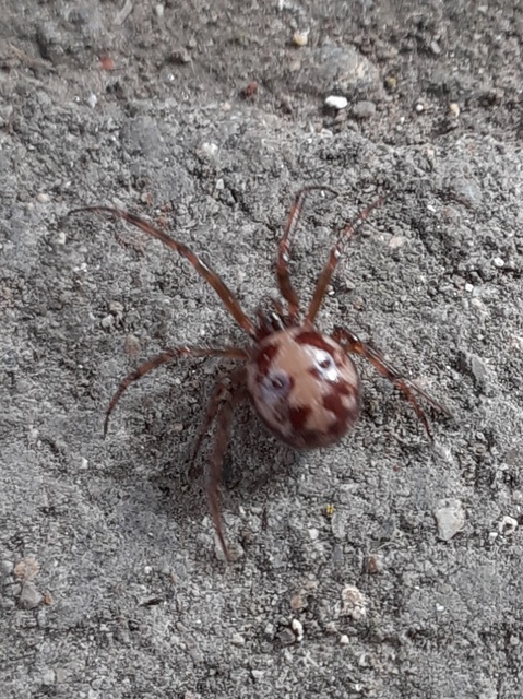 Steatoda triangulosa - háromszöges faggyúpók