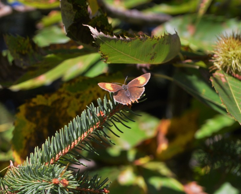 Thecla betulae - nyírfalepke