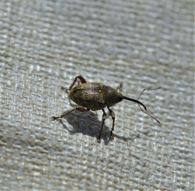 Curculio nucum - mogyorózsuzsóka
