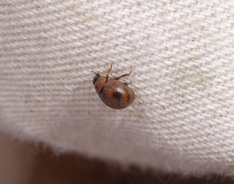 Cynegetis impunctata - pázsitfűböde