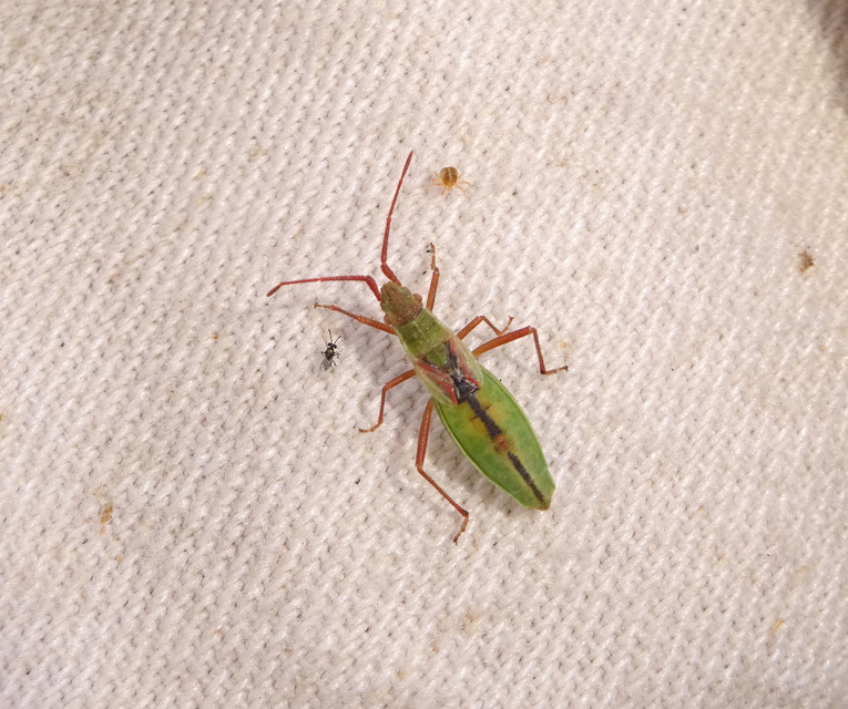 Myrmus miriformis - kurtaszárnyú karimáspoloska