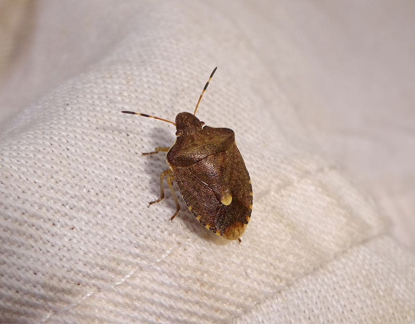 Peribalus strictus - tavaszi címerespoloska Peribalus strictus - tavaszi címerespoloska