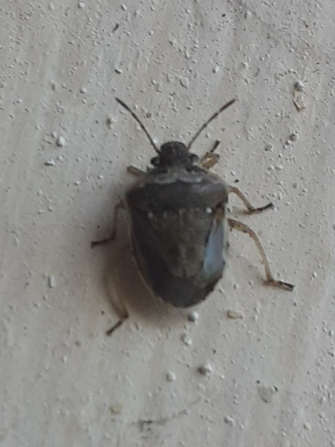 Eysarcoris ventralis - fakó feketefejű-poloska Eysarcoris ventralis - fakó feketefejű-poloska