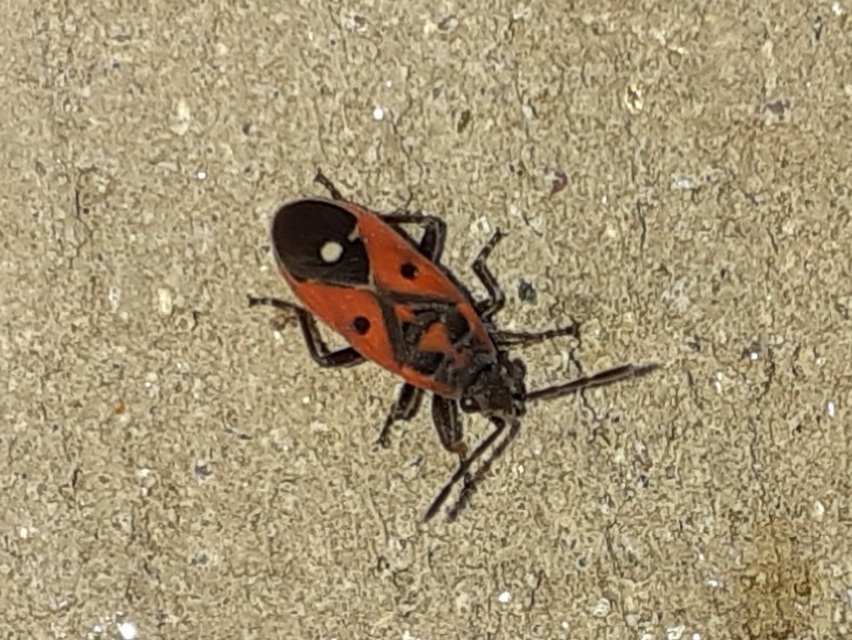 Melanocoryphus albomaculatus - nagy fehérfoltos-bodobács