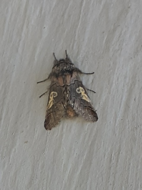 Diloba caeruleocephala - őszi kékesbagoly