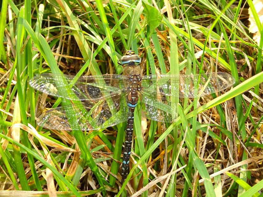 Aeshna mixta - kései karcsúacsa