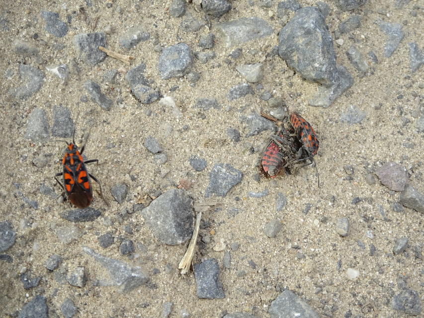 Spilostethus saxatilis - virágbodobács