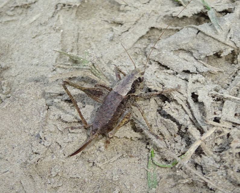 Pholidoptera griseoaptera - szürke avarszöcske